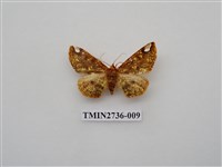 藏品(尺蛾292)的圖片